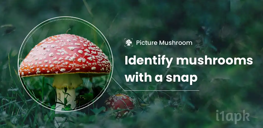 Picture Mushroom - Mushroom ID Premium apk