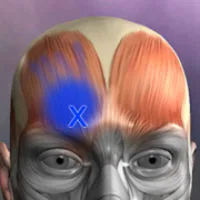 Muscle Trigger Point Anatomy APK v2.4.8 Download for Android (Full)