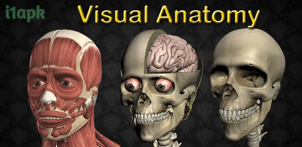Visual Anatomy 2 Paid apk for Free